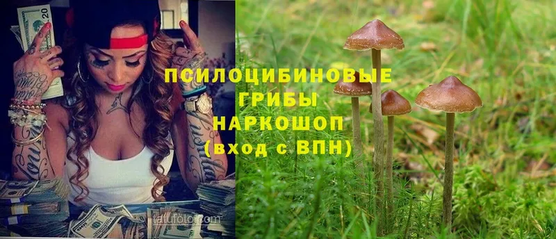 наркошоп  Цоци-Юрт  Галлюциногенные грибы прущие грибы 